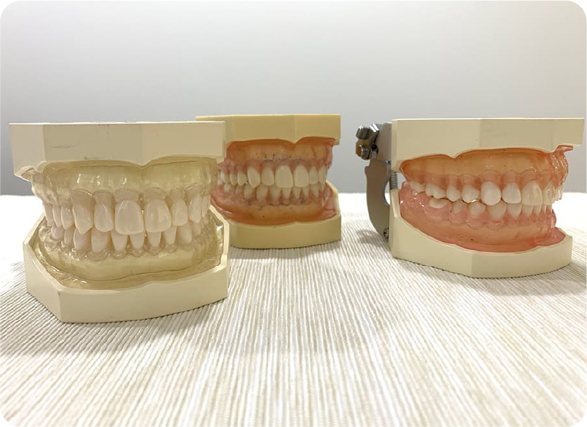 セミナー・コース用顎模型